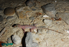 Hemidactylus persicus