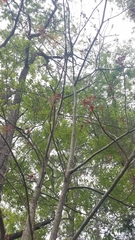 Aesculus × neglecta