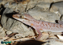 Hemidactylus persicus