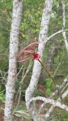 Aesculus × neglecta