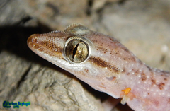 Hemidactylus persicus