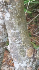 Aesculus × neglecta