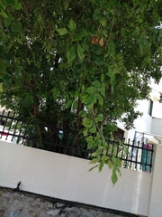 Averrhoa carambola