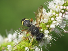 Cerceris bicincta