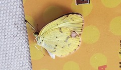 Pyrisitia lisa euterpe