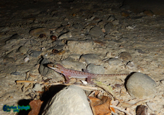 Hemidactylus persicus