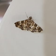 Chabula acamasalis