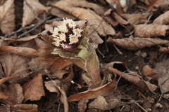 Petasites tatewakianus