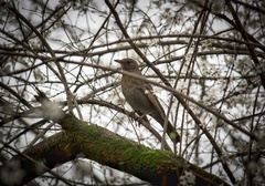 Turdus merula