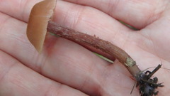 Laccaria trichodermophora