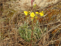 Senecio gallicus