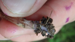 Laccaria trichodermophora