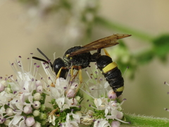 Cerceris bicincta