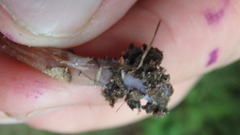 Laccaria trichodermophora