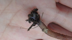 Laccaria trichodermophora