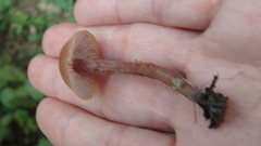 Laccaria trichodermophora