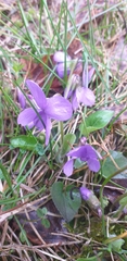Viola hirta