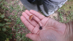 Laccaria trichodermophora