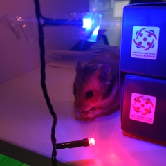 Mesocricetus auratus