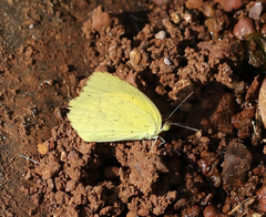 Eurema brigitta rubella
