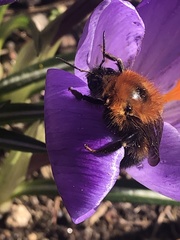 Bombus hypnorum