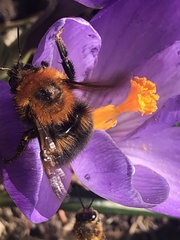 Bombus hypnorum