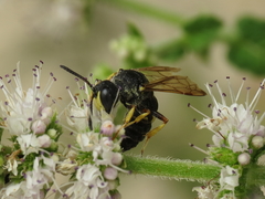 Cerceris bicincta