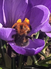 Bombus hypnorum