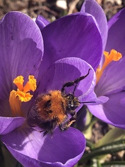 Bombus hypnorum