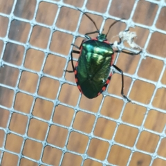 Rhyssocephala infuscata