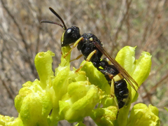 Cerceris bicincta