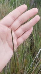 Juncus roemerianus