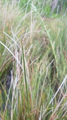 Juncus roemerianus