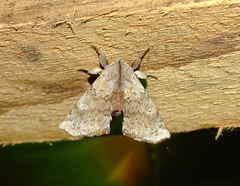 Olceclostera castrona