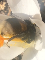 Bombus terrestris