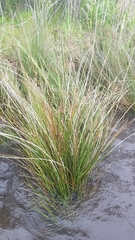 Juncus roemerianus