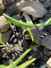 Eristalis pertinax