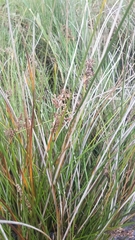Juncus roemerianus