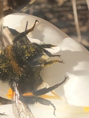 Bombus terrestris