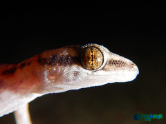Hemidactylus robustus