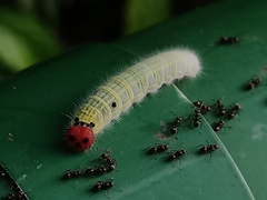 Hasora schoenherr chuza