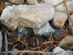 Pyganodon grandis