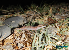 Hemidactylus robustus
