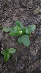 Magnoliopsida