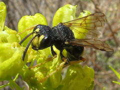 Cerceris bicincta