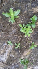 Magnoliopsida
