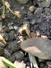 Eristalis pertinax