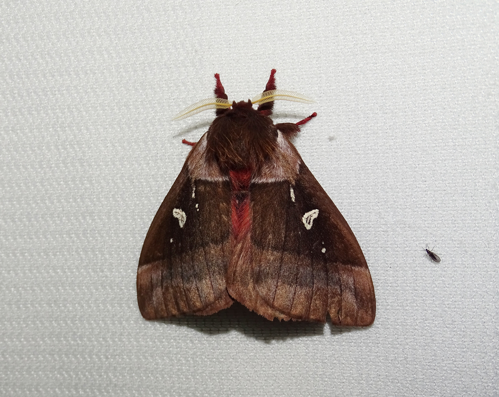Dirphiopsis brockmanni