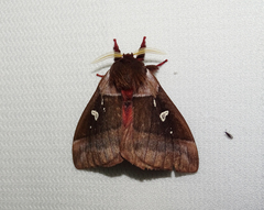 Dirphiopsis brockmanni