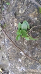 Magnoliopsida